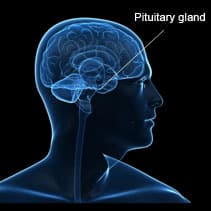 Pituitary/Skull Base Surgery