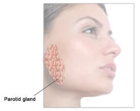 Parotid and Submandibular Glands